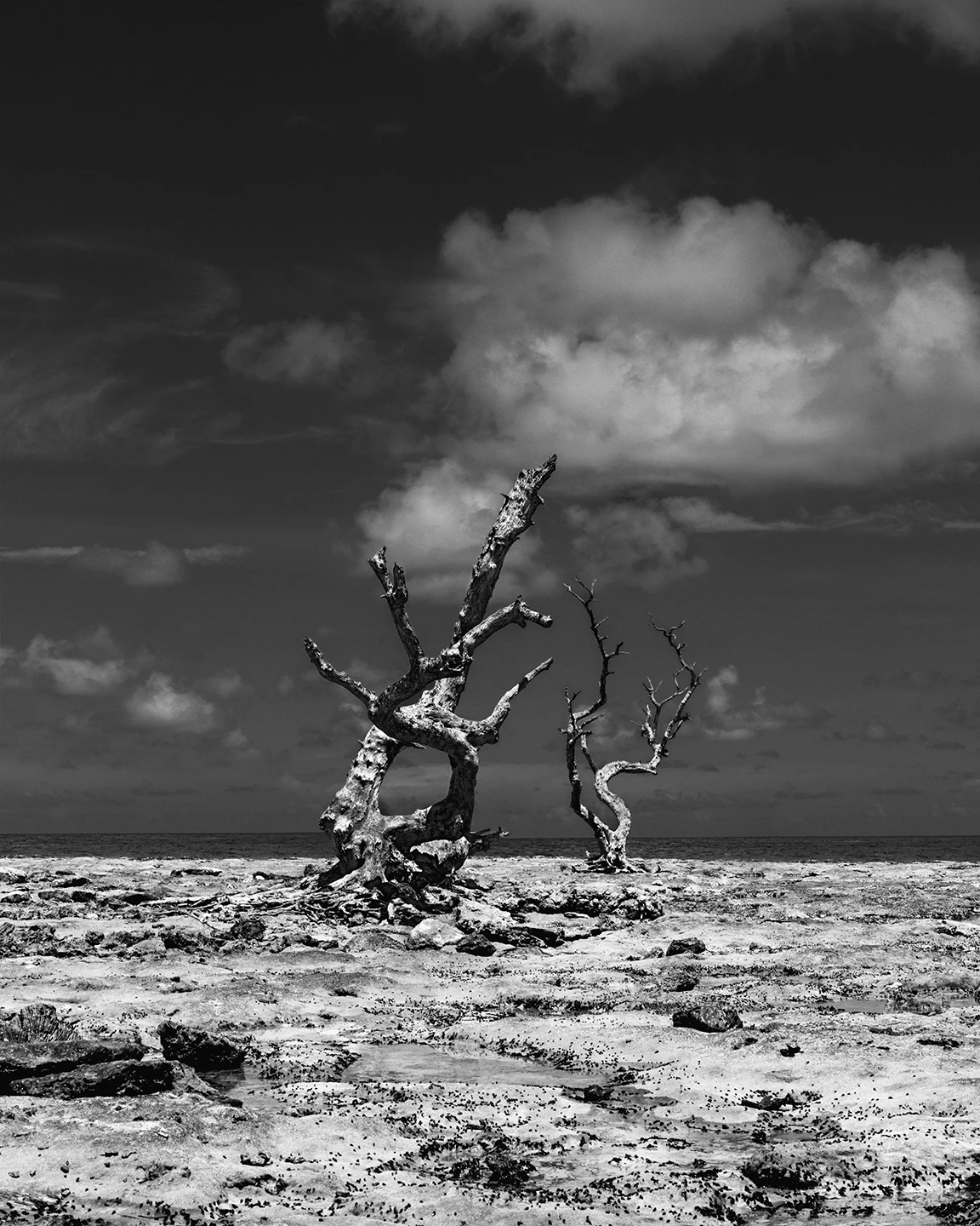 Black and white photo of a single dead mangrove in the Florida Keys. Photography by Zephyr Ivanisi.
